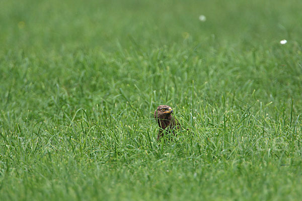 Schreiadler (Aquila pomarina)