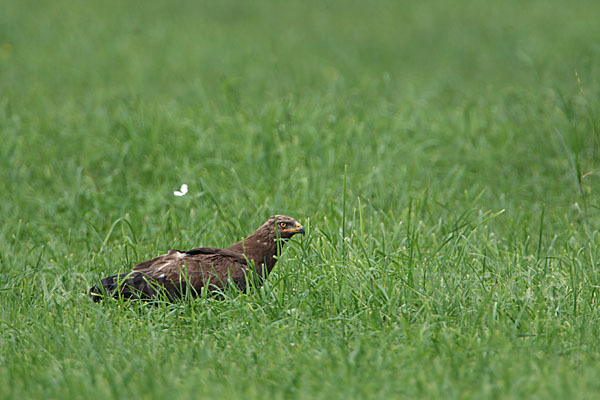 Schreiadler (Aquila pomarina)