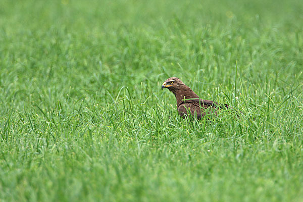 Schreiadler (Aquila pomarina)