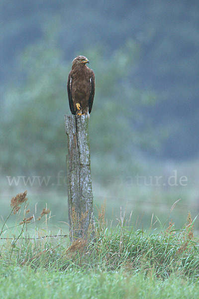 Schreiadler (Aquila pomarina)