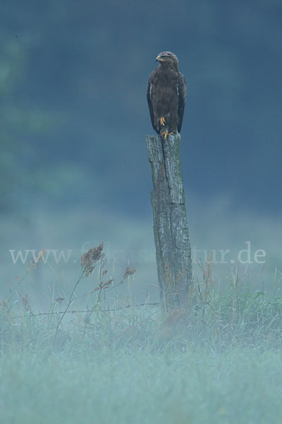 Schreiadler (Aquila pomarina)