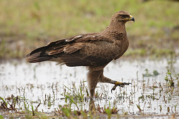 Schreiadler (Aquila pomarina)