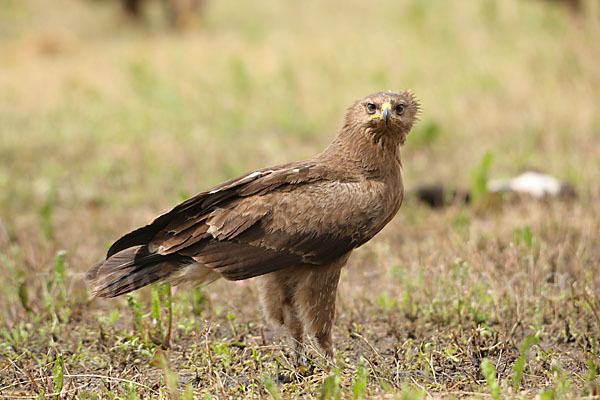 Schreiadler (Aquila pomarina)