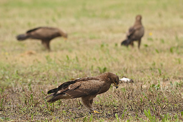 Schreiadler (Aquila pomarina)