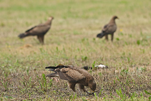 Schreiadler (Aquila pomarina)