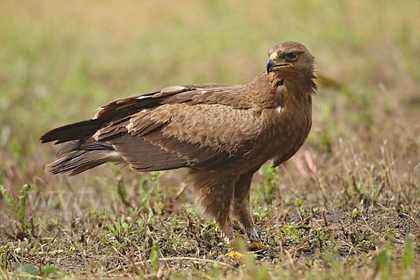 Schreiadler (Aquila pomarina)