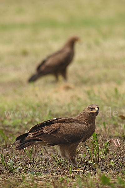 Schreiadler (Aquila pomarina)