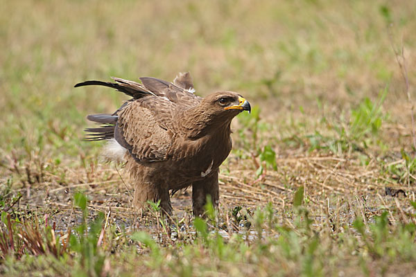 Schreiadler (Aquila pomarina)