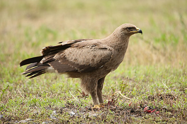 Schreiadler (Aquila pomarina)