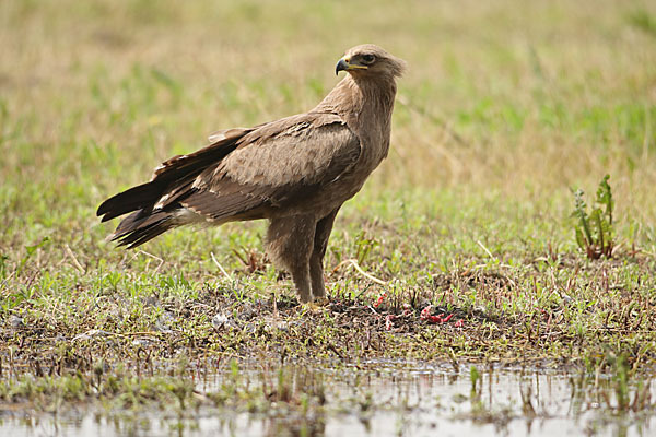 Schreiadler (Aquila pomarina)