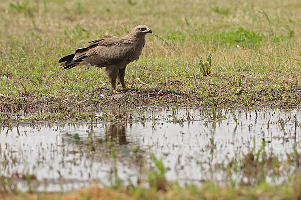 Schreiadler (Aquila pomarina)