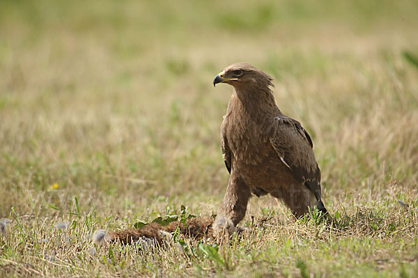 Schreiadler (Aquila pomarina)