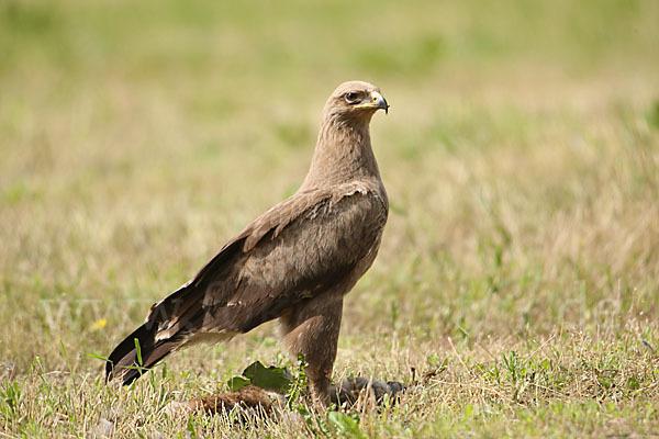 Schreiadler (Aquila pomarina)