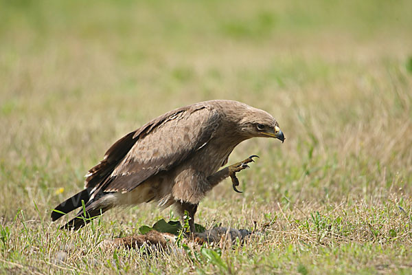 Schreiadler (Aquila pomarina)