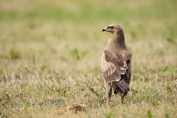 Schreiadler (Aquila pomarina)