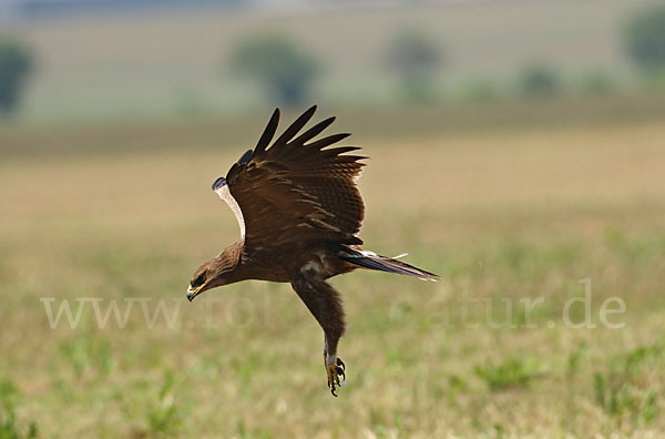 Schreiadler (Aquila pomarina)