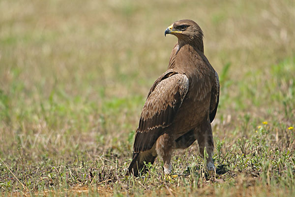 Schreiadler (Aquila pomarina)