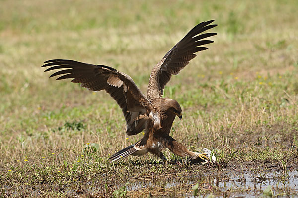 Schreiadler (Aquila pomarina)