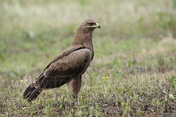 Schreiadler (Aquila pomarina)