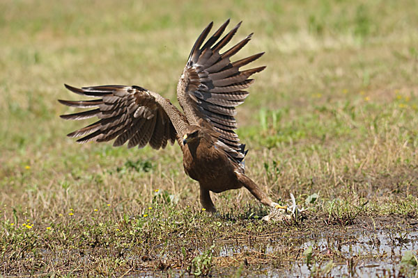 Schreiadler (Aquila pomarina)