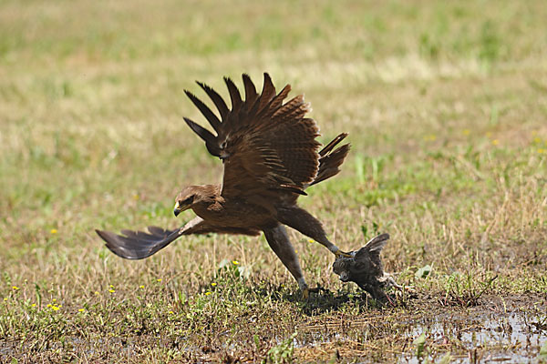 Schreiadler (Aquila pomarina)