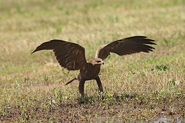 Schreiadler (Aquila pomarina)