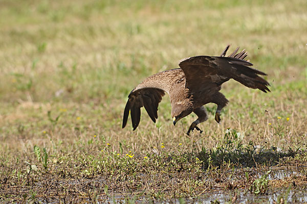 Schreiadler (Aquila pomarina)