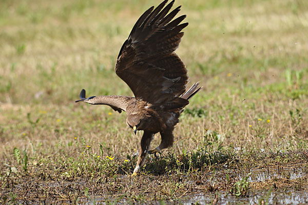 Schreiadler (Aquila pomarina)