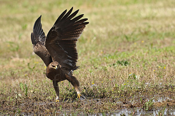 Schreiadler (Aquila pomarina)