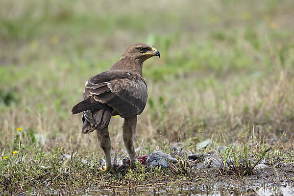 Schreiadler (Aquila pomarina)