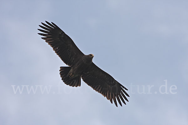 Schreiadler (Aquila pomarina)