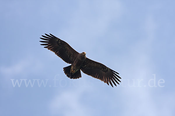 Schreiadler (Aquila pomarina)