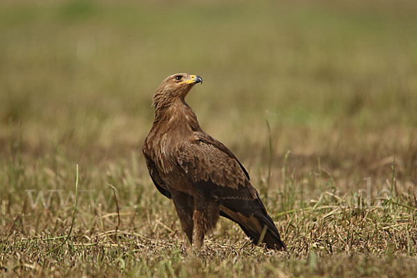 Schreiadler (Aquila pomarina)