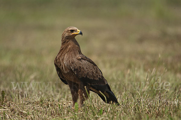 Schreiadler (Aquila pomarina)