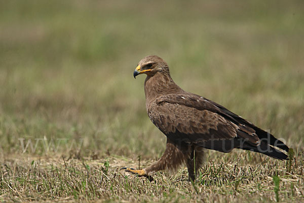 Schreiadler (Aquila pomarina)