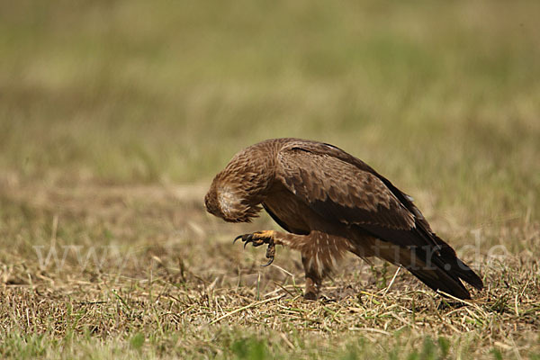 Schreiadler (Aquila pomarina)