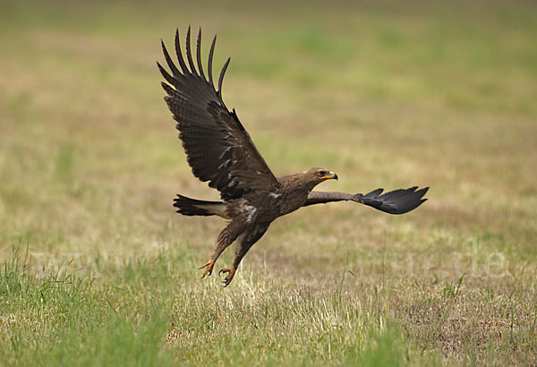 Schreiadler (Aquila pomarina)