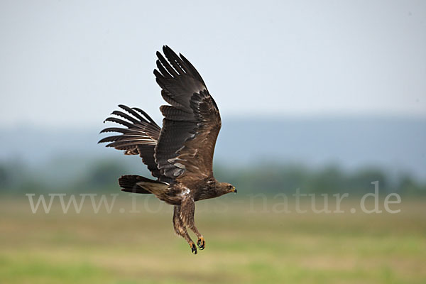 Schreiadler (Aquila pomarina)