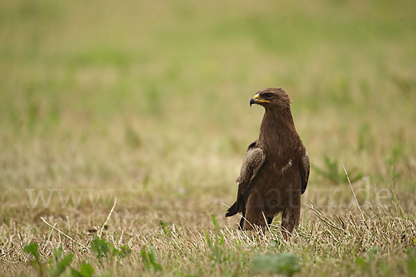 Schreiadler (Aquila pomarina)