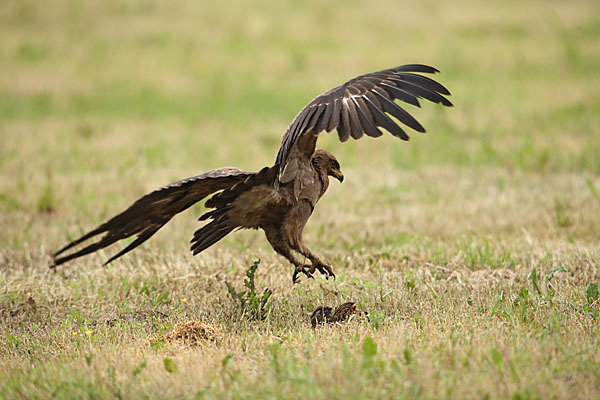 Schreiadler (Aquila pomarina)