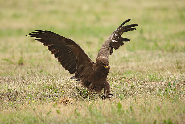 Schreiadler (Aquila pomarina)