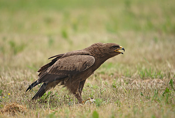 Schreiadler (Aquila pomarina)