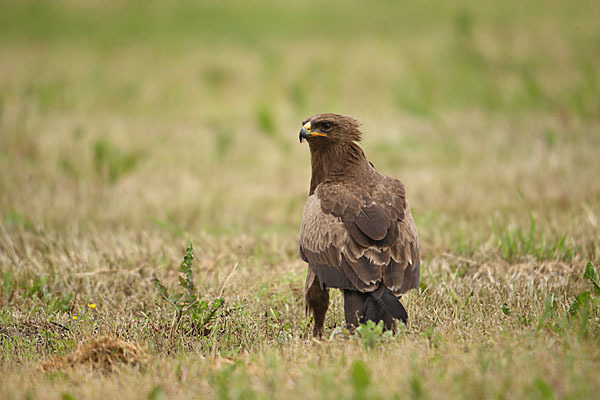 Schreiadler (Aquila pomarina)