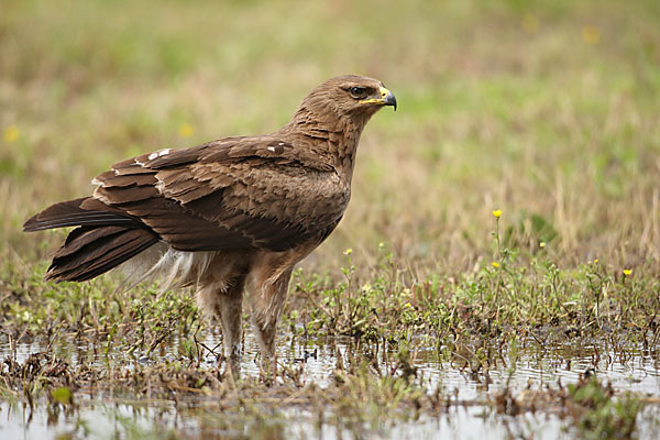 Schreiadler (Aquila pomarina)