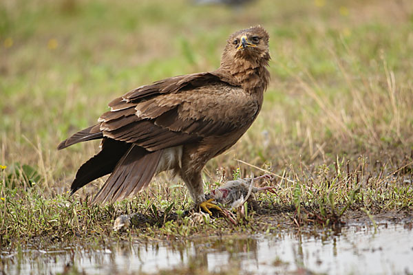 Schreiadler (Aquila pomarina)