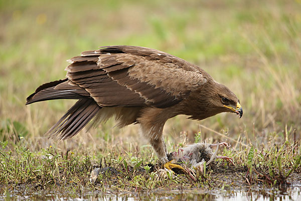 Schreiadler (Aquila pomarina)