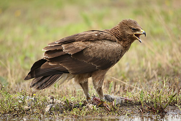 Schreiadler (Aquila pomarina)