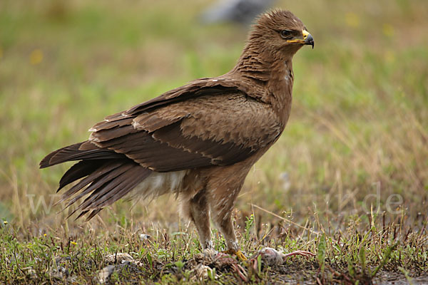 Schreiadler (Aquila pomarina)