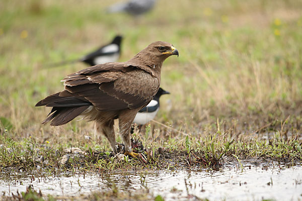 Schreiadler (Aquila pomarina)