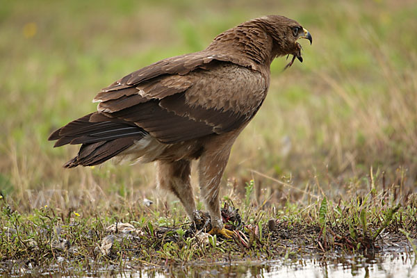 Schreiadler (Aquila pomarina)